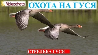 Охота на гуся!Как ПРАВИЛЬНО стрелять гуся - Videoohota