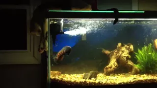 Oscar Fish attacking my Cat !