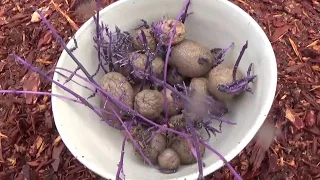 Easy Method for Planting Purple Potatoes