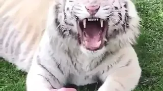 Rare White tiger fighting for food