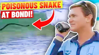 Venomous Snake Washes to Shore at Bondi Beach