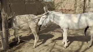 Horse Mating Donkey - Donkeys Breeding - Animals Mating Compilation 2023 #donkeymeeting #shorts