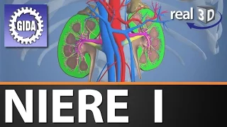 Trailer - Niere I - Biologie - 3D Software