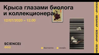 Крыса глазами биолога и коллекционера | лекция