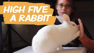 Do You Want To High Five a Bunny?