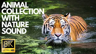 World's LARGEST ANIMALS COLLECTION with names in 8K ULTRA HD | વિશ્વનો સૌથી મોટો પ્રાણીઓનો સંગ્રહ