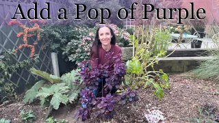 8 of the Best Purple Leaved Plants