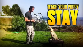 Teach Your PUPPY to STAY - Dog Training Video