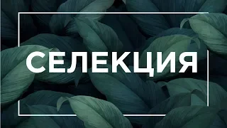 Что такое Селекция | ЕГЭ Биология | Даниил Дарвин