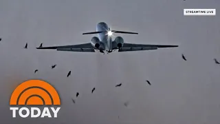 Caught On Camera: US Military Plane Strikes Flock Of Birds