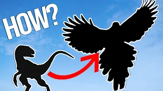 How Birds Evolved Flight