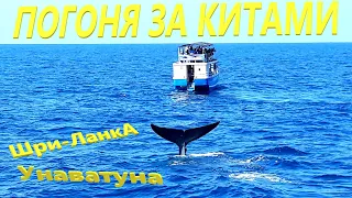 Шри Ланка / Унаватуна/ Как мы гонялись за КИТАМИ