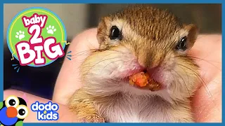 Three Tiny Chipmunks Stuff Their Faces And Grow Up Huge | Baby 2 Big | Dodo Kids