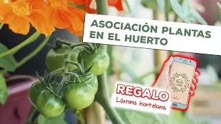 Asociación de plantas en el huerto