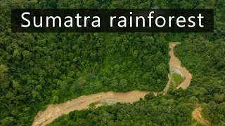 Sumatran rainforest sounds