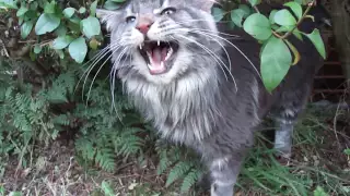 Titus the talking Maine coon cat and his favourite bush