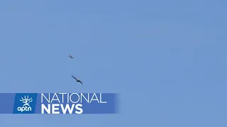 Eagle does barrel roll to avoid attack by hawk | APTN News