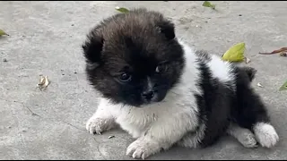 Tiny Puppy with Congenital Disability Abandoned at My Doorstep, I Raised It into a Chubby Cutie!