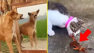 Animais engraçados 😂 2024 EP 04 Cães e gatos em momentos engraçados #animaisdivertidos