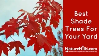 Top 5 Best Shade Trees For Your Yard | NatureHills.com