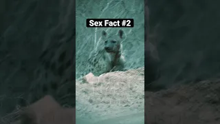 🧚‍♂️Sex Fact #2 🧚‍♂️Female hyenas have an extraordinary feature