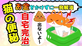 猫の便秘を1人ワンオペで自宅完治してみた！