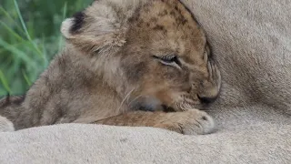 Lion cub suckle