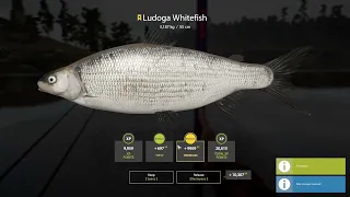 RF4 - Trophy Ludoga Whitefish on telescopic - 3,187kg - Ladoga Lake