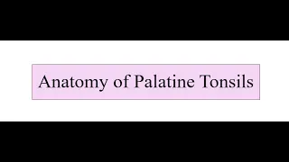 Anatomy of Tonsils