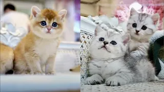 OMG SO CUTE! 😍😳 Cutest Cats Videos Compilation #87 Best Funny Cute Cat Videos (Must See)