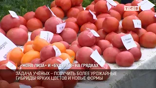 Мона Лиза и Будулай на грядках