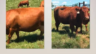 Selecting cattle for optimal production in pasture setting-Gordon Jones