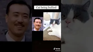 cat being bullied