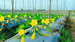 Awesome Cucumber Cultivation Technology - How to Grow Cucumber and Harvesting in My Village