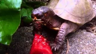 Animals Eating Watermelon Compilation 2013 [HD]