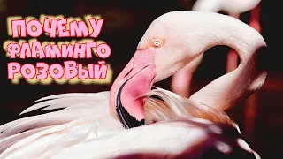 Почему фламинго розовый? Интересные факты о розовом фламинго