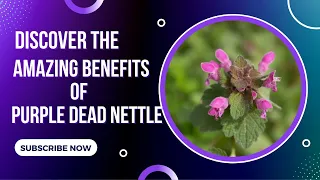 Discover Amazing Purple Dead Nettle Nutritional And Medicinal Benefits