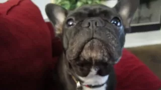 French bulldog - says "Mama...I love mama!"