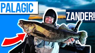 Pelagic Sharpshooting for ZANDER + BIG Announcement!