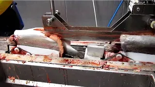 Amazing Automatic Fish Processing Machine Modern Technology - Big Catch at Sea