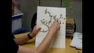 How to press plants for mounting on herbarium sheets