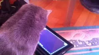 My cat is playing with iPad