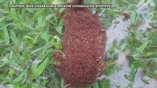 Fire Ant Fears