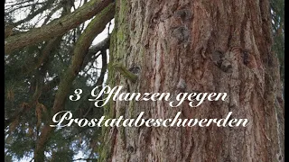 3 Pflanzen gegen Prostatabeschwerden - Viriditas Heilpflanzenvideo