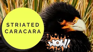 striated caracara facts 🦆