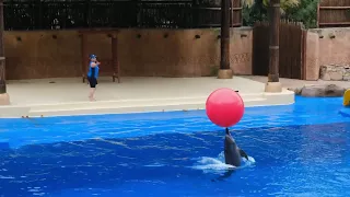 🐬 Dolphin Show in Dubai FULL VIDEO - Sea World - s Dolphin Show Live | Dolphin🐬 Boll Sow ||