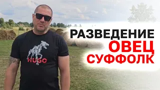 Разведение овец породы Суффолк! Овцы породы Суффолк в России! Овцеводство