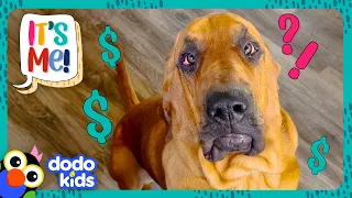 Can This Bloodhound Find His Mom And $100 Worth Of Toys?! | Dodo Kids | It’s Me!