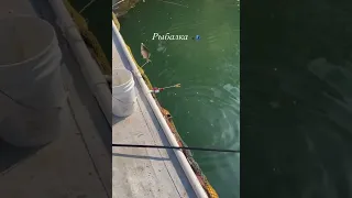 Рыбалка в Корее☺️