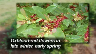 2 min Blue Cascade Emerald Heights Distylium Planting and Care Video